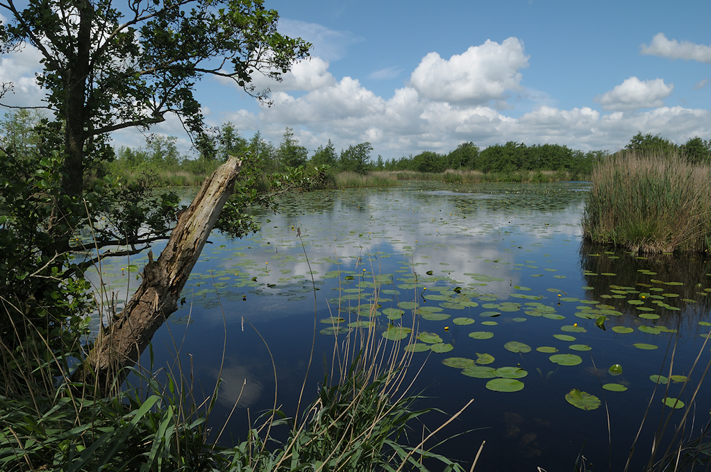Alde Feanen, Fjirtich med
