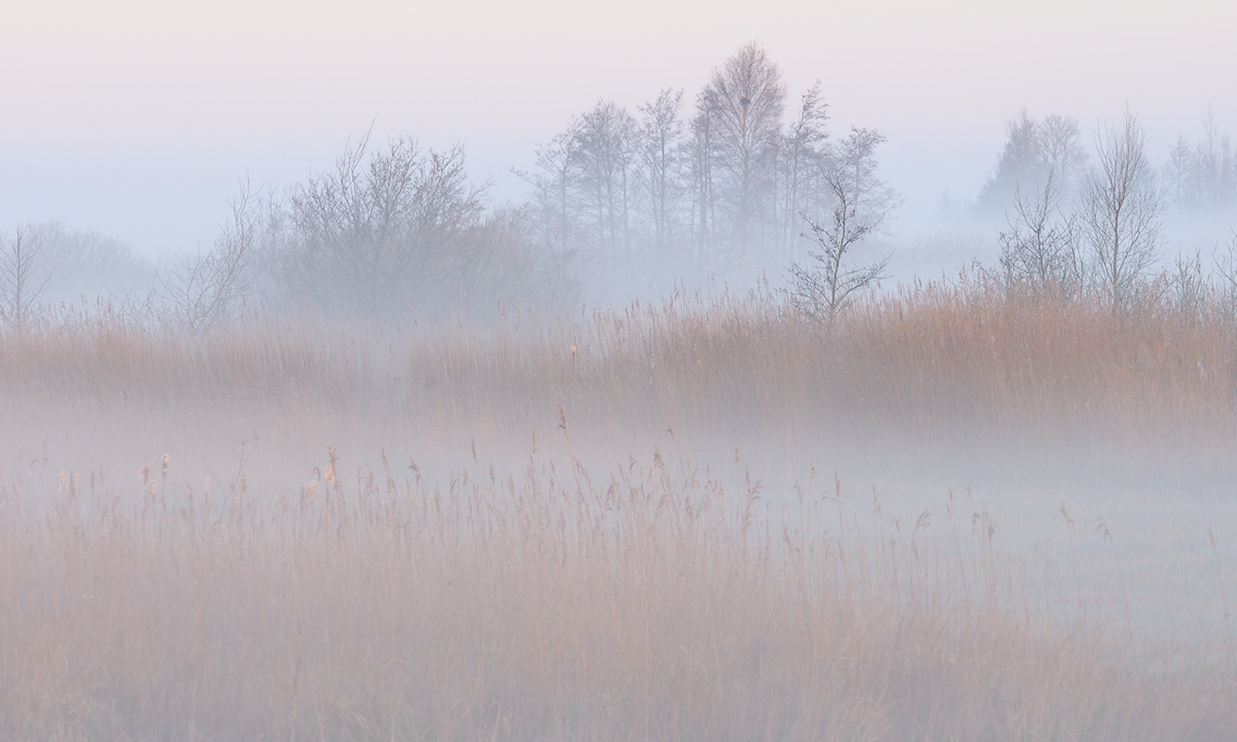 Ochtendnevel hangt tussen het Riet en de Bomen van Reid om 'e Krite