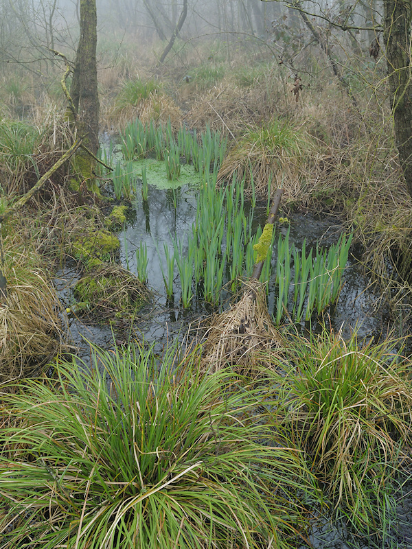 Elzenbroekbos met Pluimzegge en Gele Lis in het voorjaar