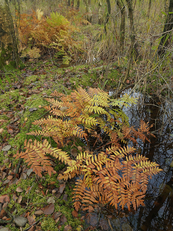 Berkenbroek of Hoogveenbos met Veenmossen en Koningsvaren