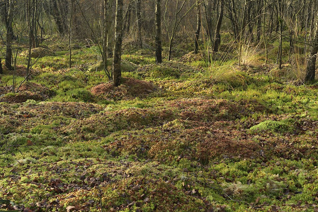 Hoogveenbos met Veenmossen in het It Wikelsl�n