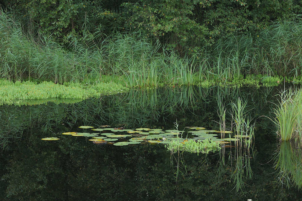 Zomerse begroeiing van een Petgat in It Wikelsl�n