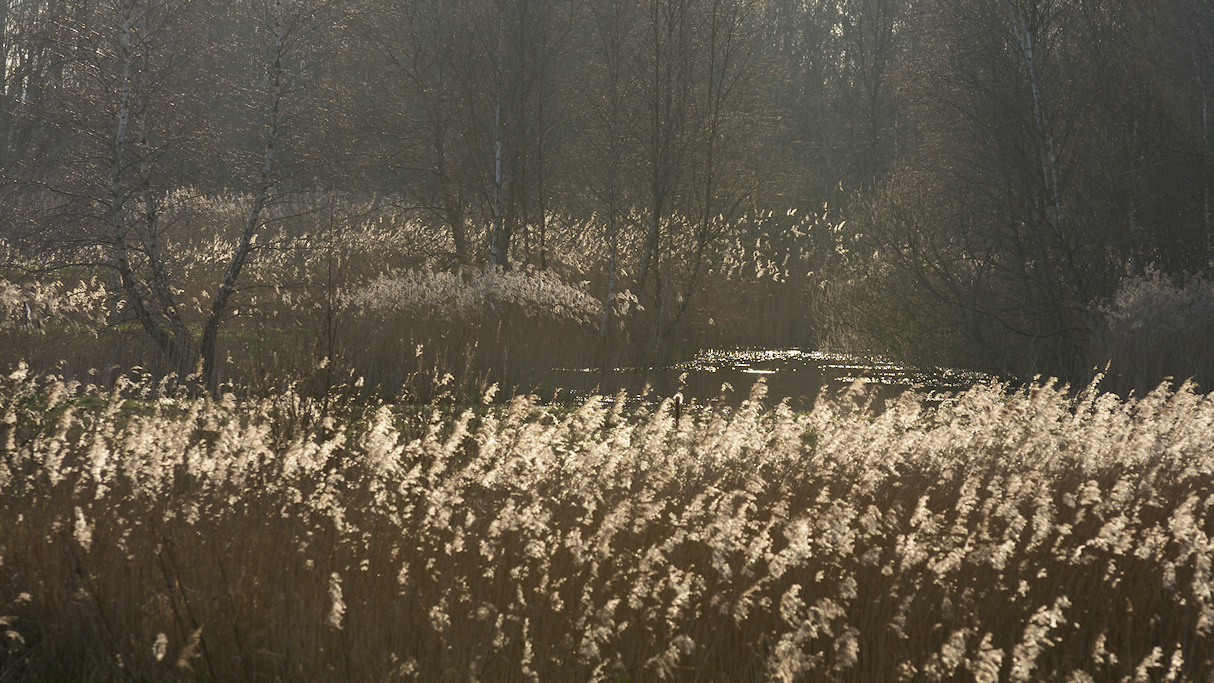 Landschap met Riet en boompjes in tegenlicht