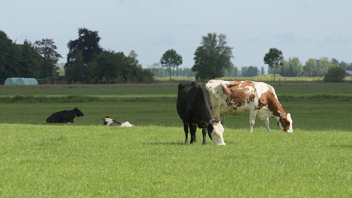 Inversierug van de Alde Ryd