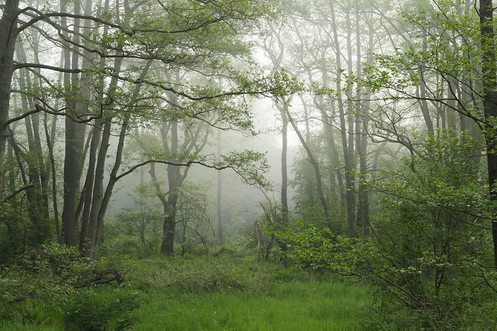 Nevelig moerasbos rond het Anlo�rdiepje