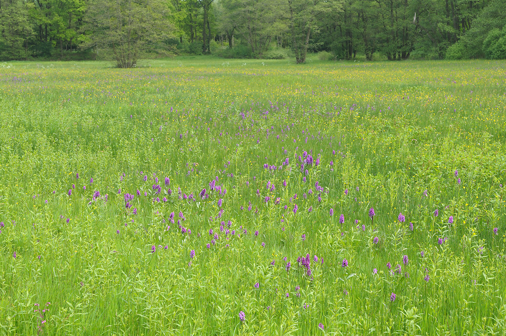 Beekdal hooiland met bloeiende Brede Orchis