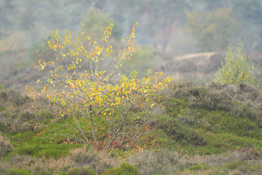 Nevelig landschap in de Bakkeveense Duinen