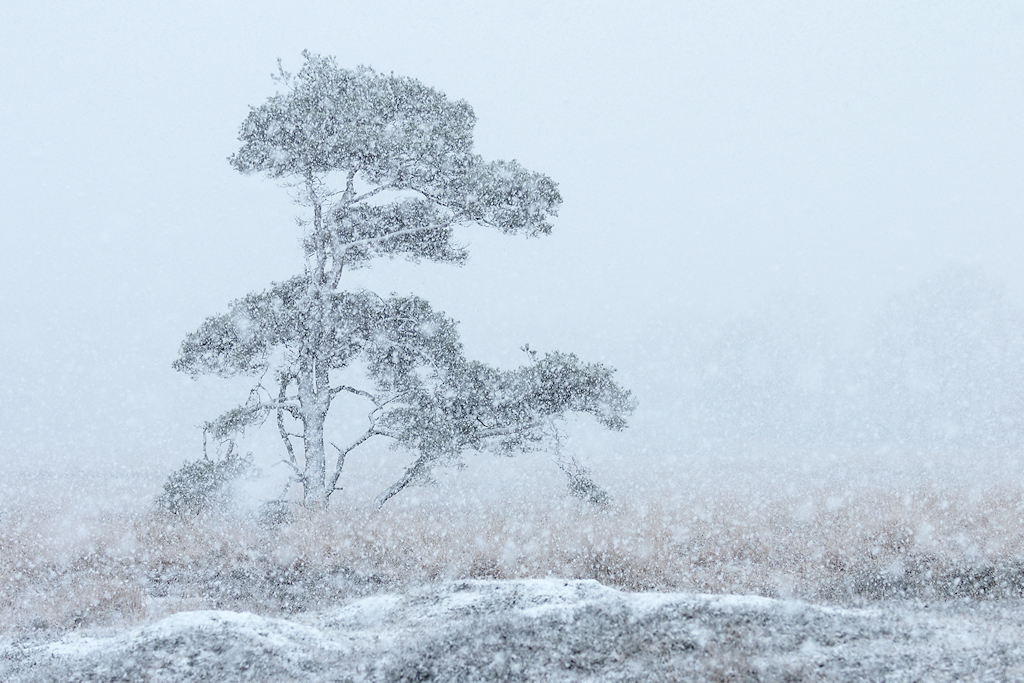 Vliegden in een Sneeuwbui