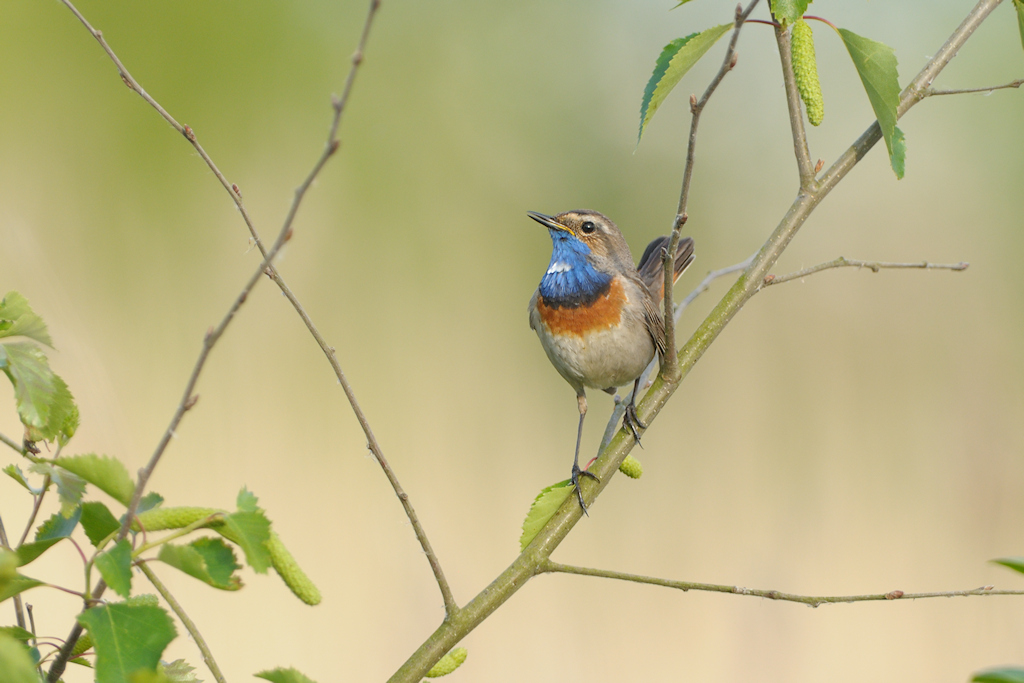 Blauwborst in een ontluikend Berkje in een Rietmoeras