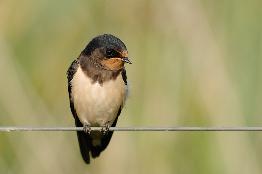 Boerenzwaluw, Hirundo Rustica