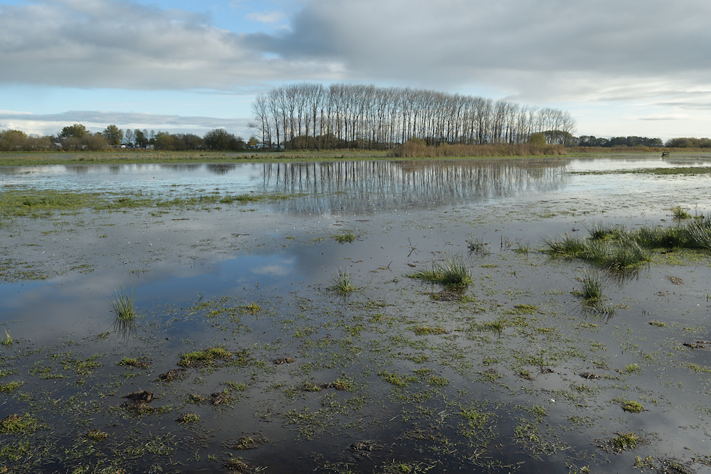 Boezemland bij Terherne
