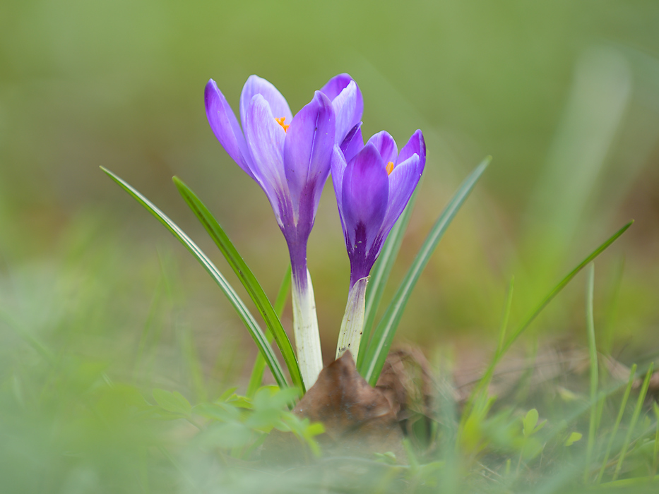 Close-up van twee bloemetjes van de Bonte Krokus