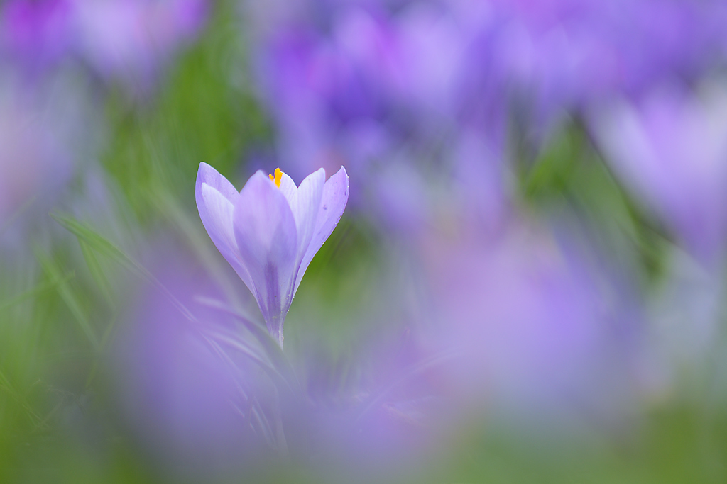 Sfeerbeeld van een Bonte Krokus temidden van vele onscherpe exemplaren