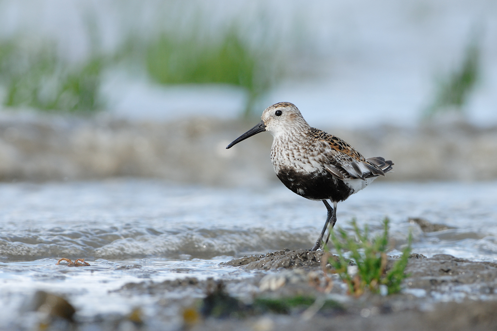 Bonte strandloper, Calidris alpina