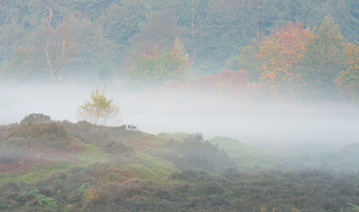 Heiderestant bij Bakkefean