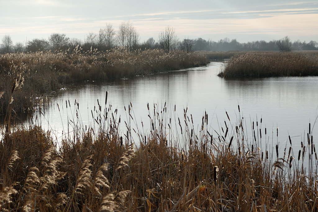 Riet rond een plas
