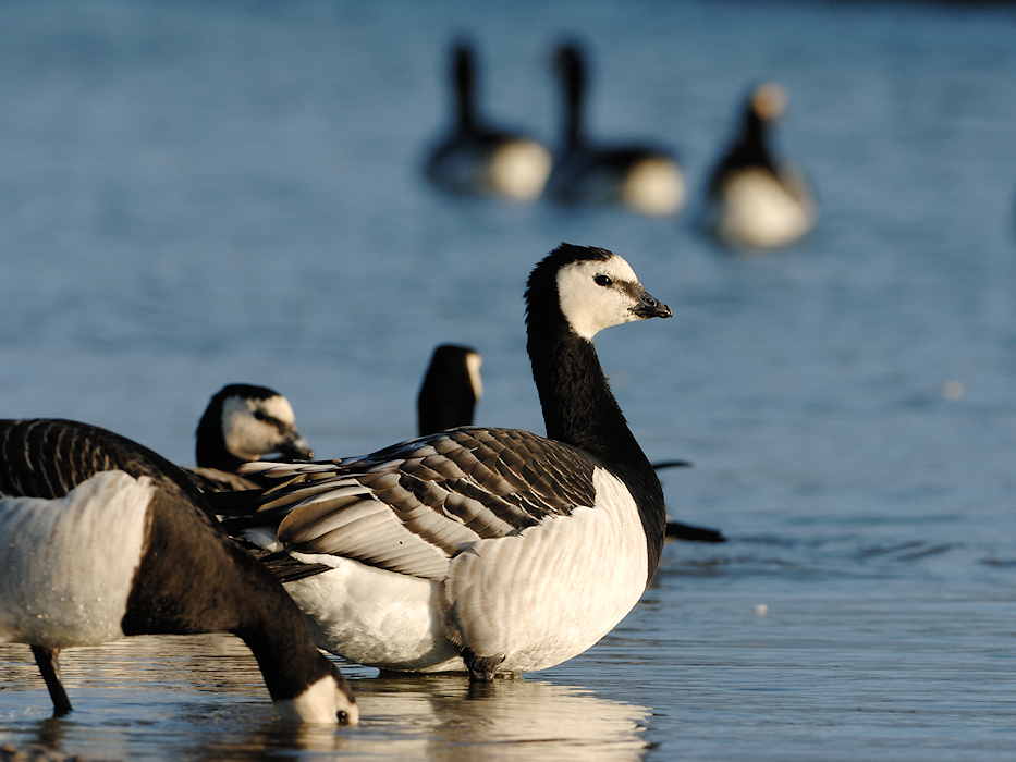 Brandgans, Branta leucopsis