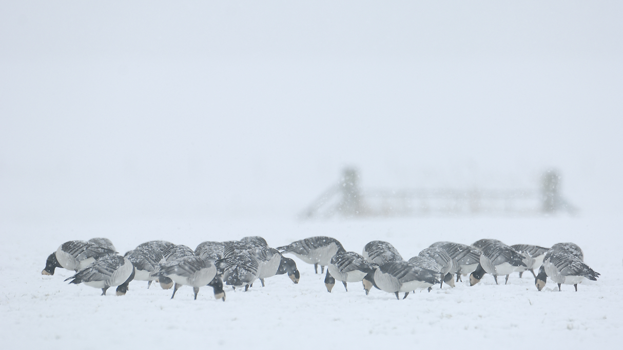 Brandganzen in de sneeuw