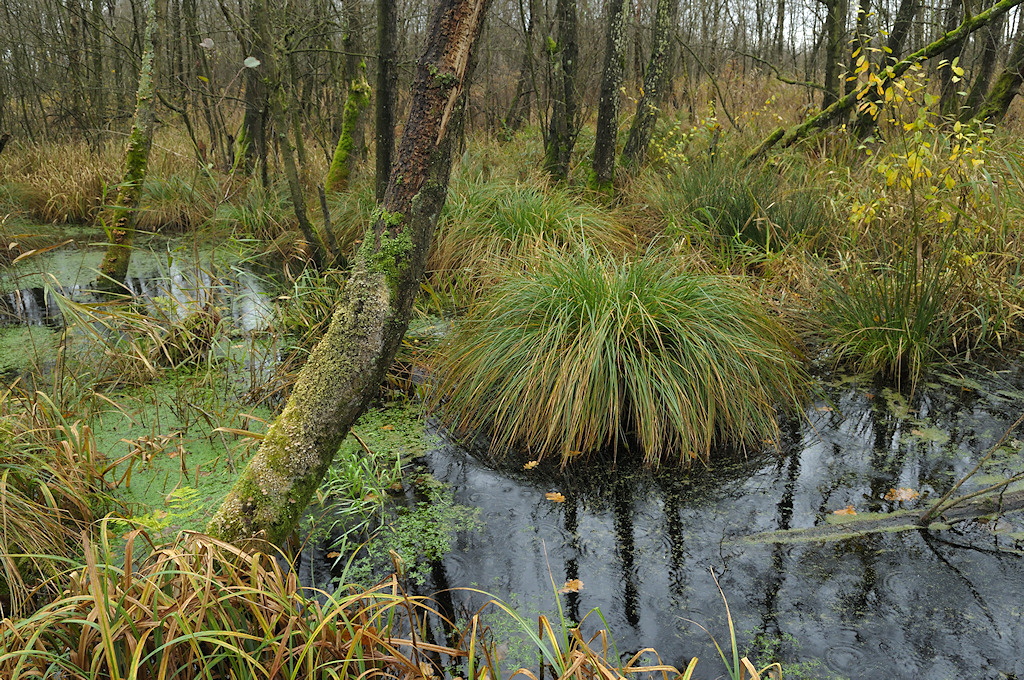 Elzenbroekbos met Pluimzegge