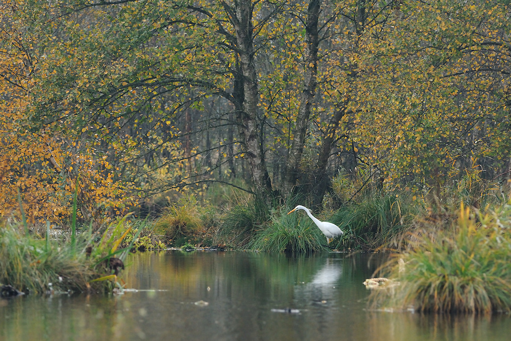 Een Grote Zilverreiger foerageert in het moeras