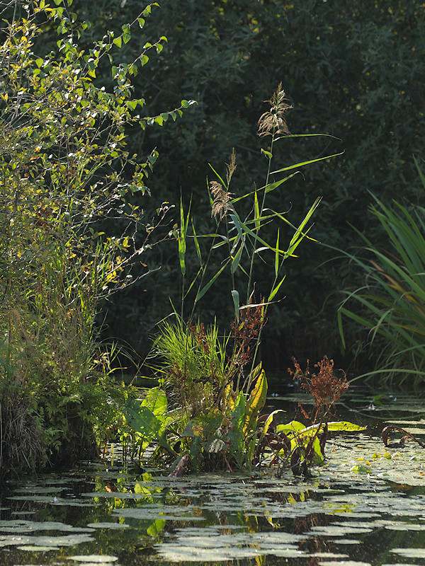 Verlanding met drijvende planten vanuit de oever