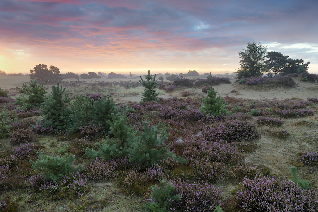 Zonsopkomst over de Bloeiende Heide op het Aekingerzand