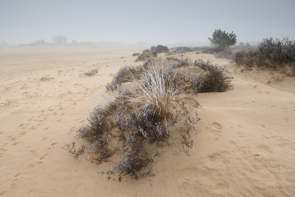 Berijpte pollen in het Stuifzand