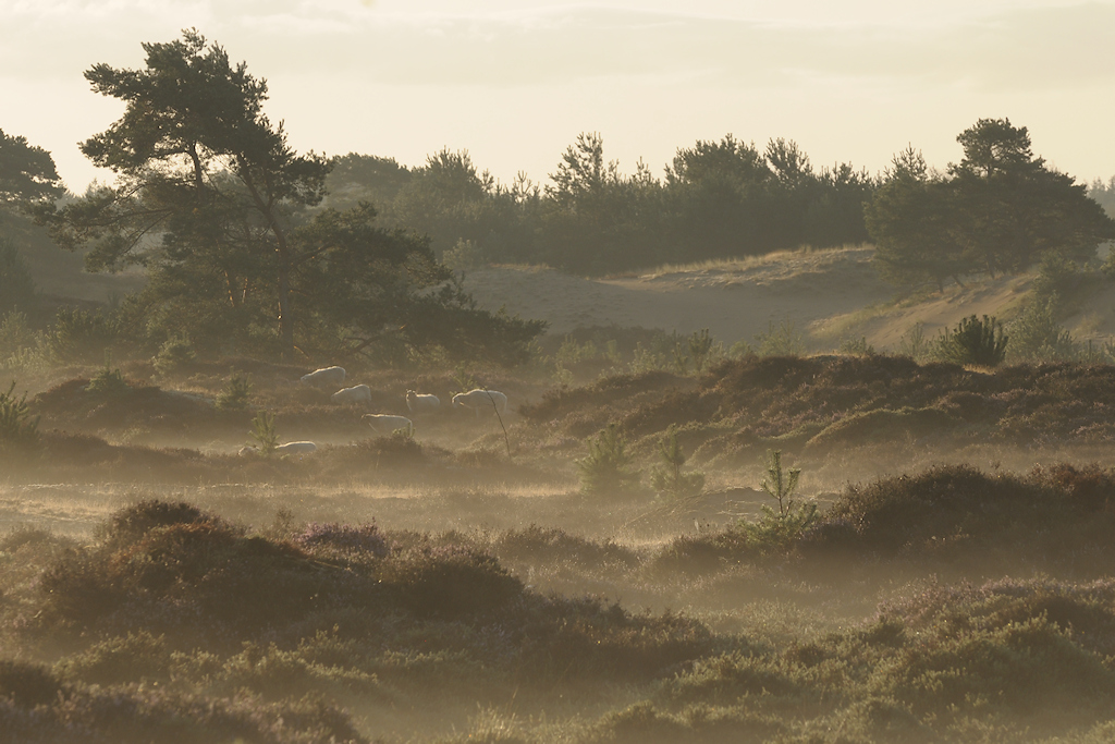 Schapen op de Heide van het Aekingerzand