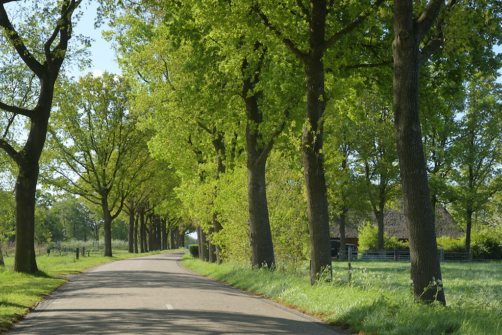 Drachtsterkompenije, de Dammen