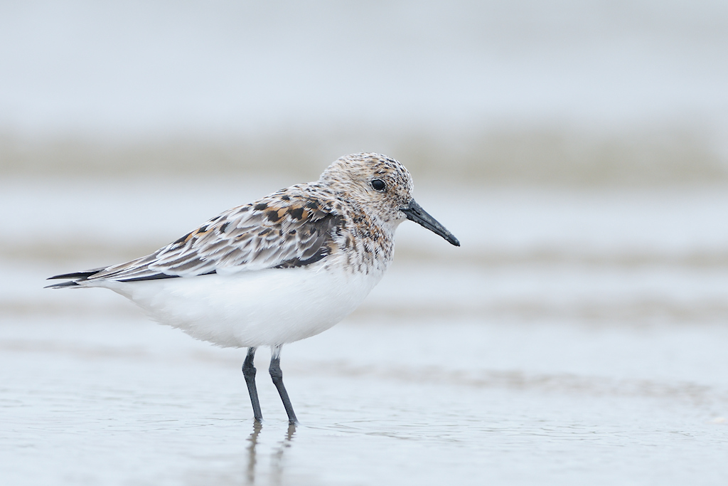 Drieteenstrandloper, Calidris alba