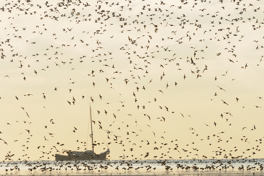 Droogvallen op het Wad
