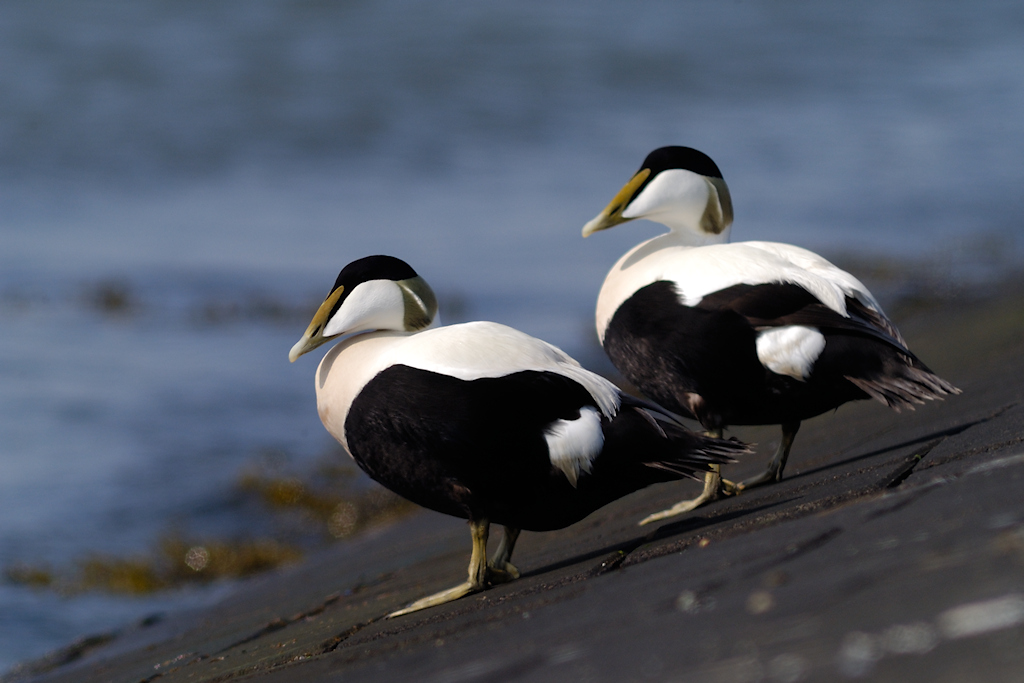 Eider, Somateria mollissima