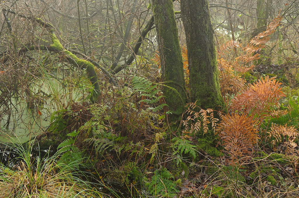 Herfstkleuren in Elzenbroekbos met Koningsvaren