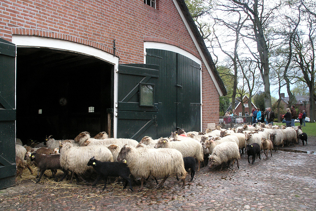 Schaapskooi Exloo met arriverende Schaapskudde