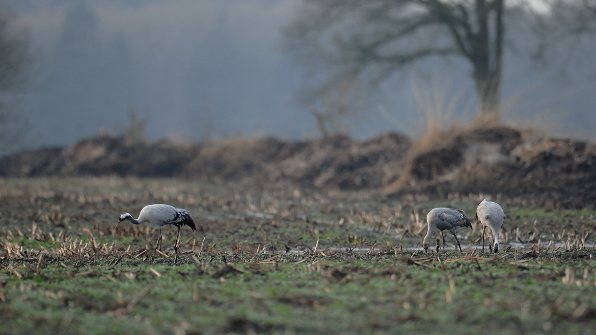Akker met Kraanvogels bij het Fochtelo�rveen