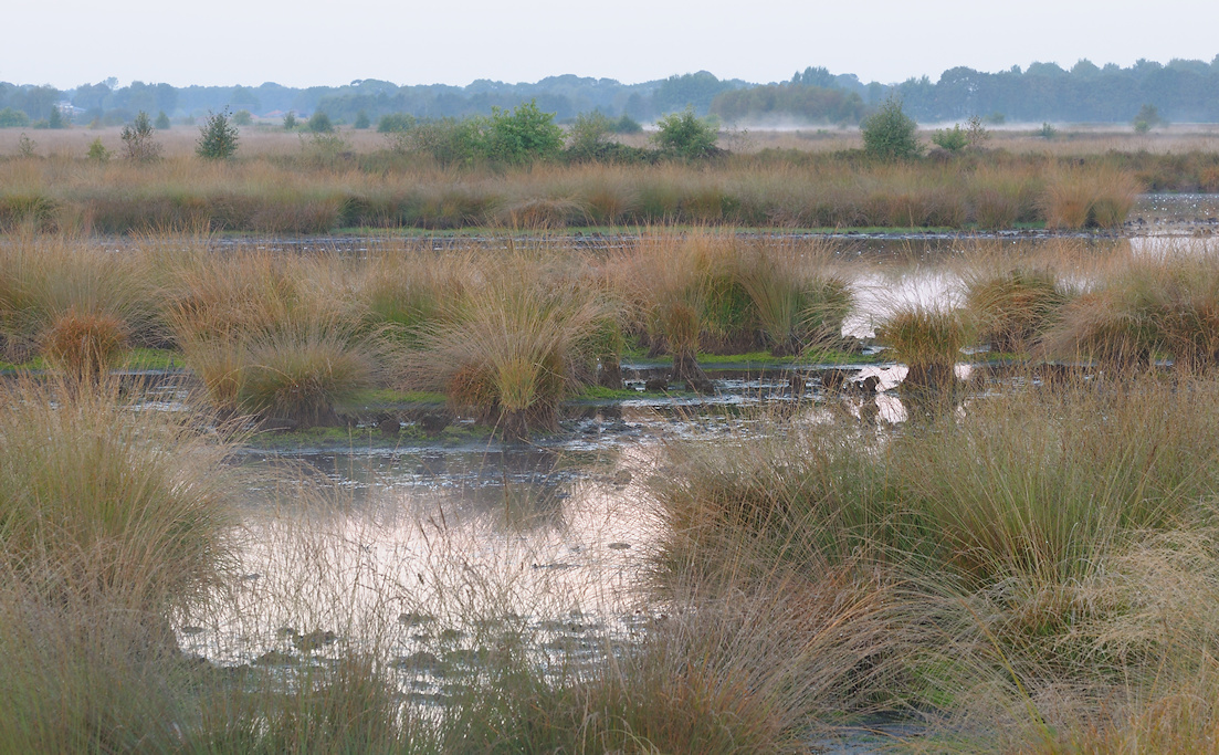 Verdroging van het Fochtelo�rveen