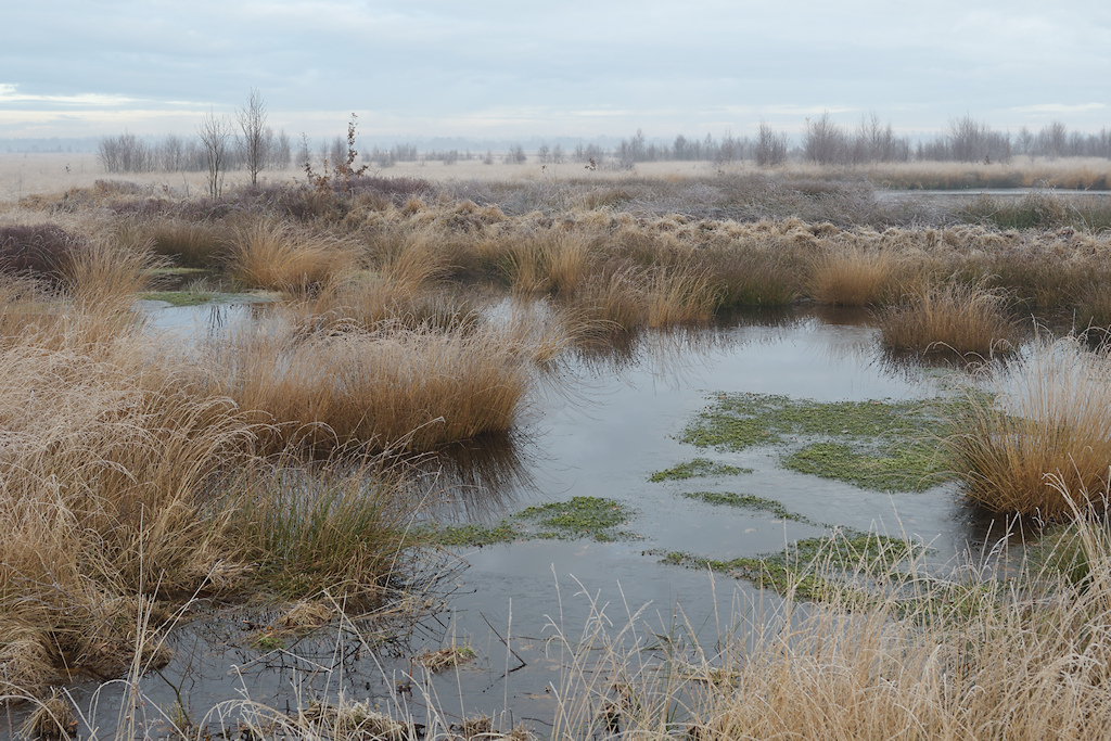 Winterbeeld van het Fochtelo�rveen