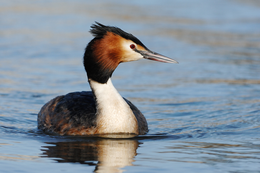 Fuut, Podiceps cristatus
