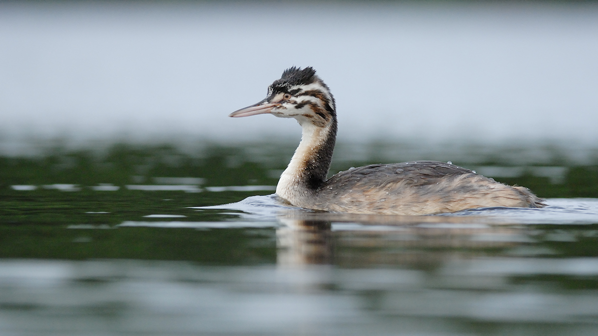Fuut juveniel, Podiceps cristatus