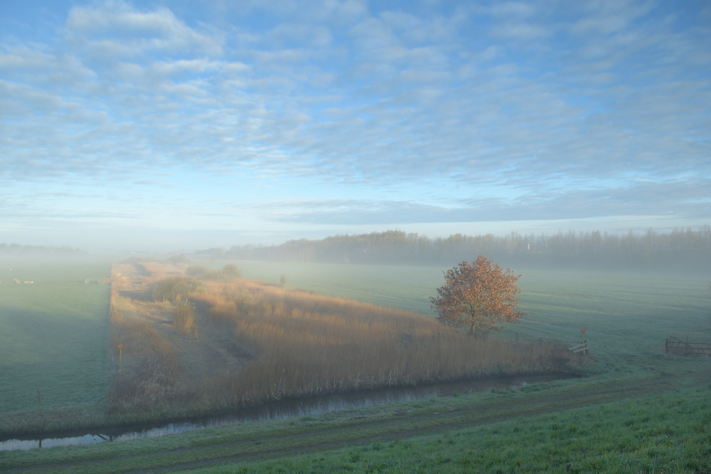 Gariper rak dichtgegroeid met Riet