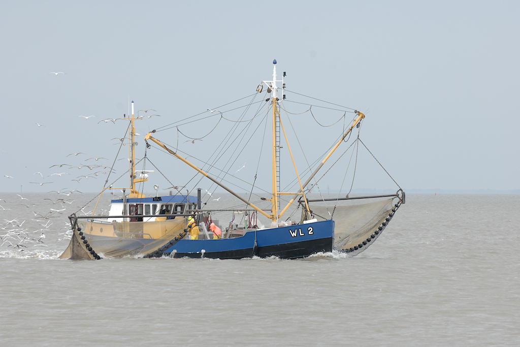 Garnalenvisser met netten en Meeuwen