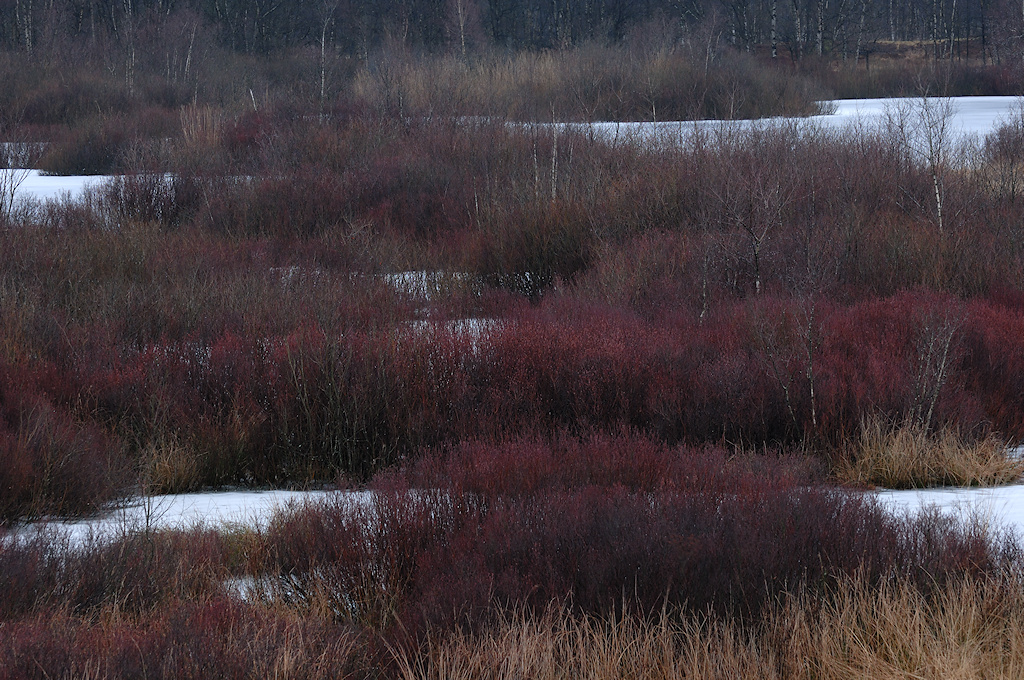 Gagel in een voormalige bedding van de Drentsche Aa
