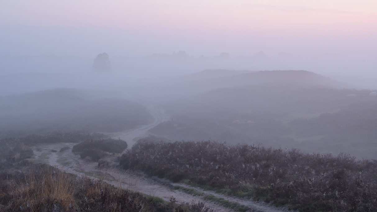 Een nevelige ochtend op de Gasterse Duinen