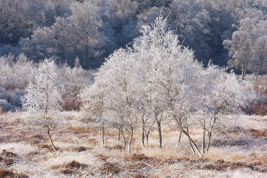 Berijpte Berken in de Gasterse Duinen
