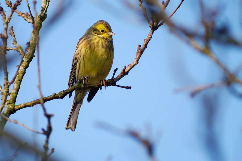 Geelgors, Emberiza citrinella