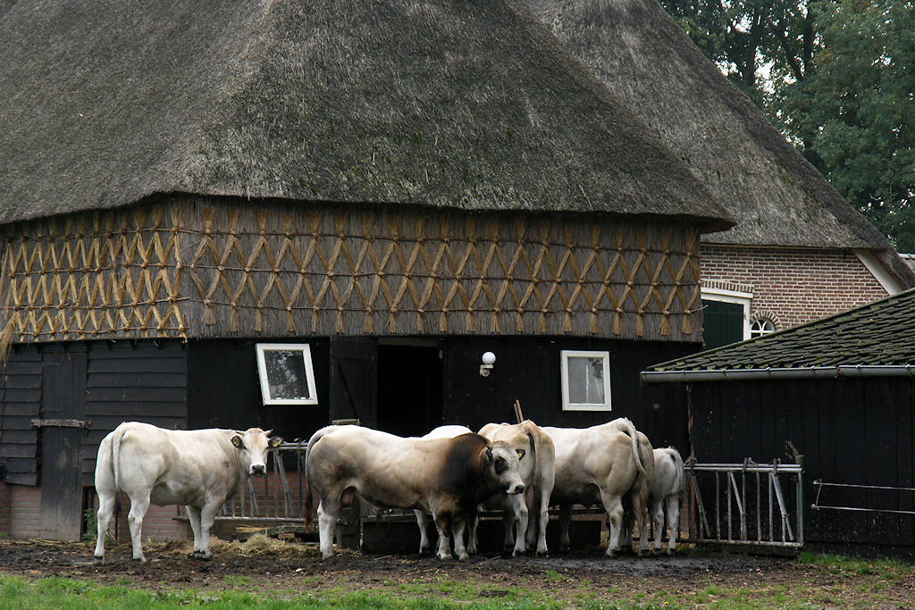 Koeien voor een traditionele schuur met muren van geknoopt stro in Gees