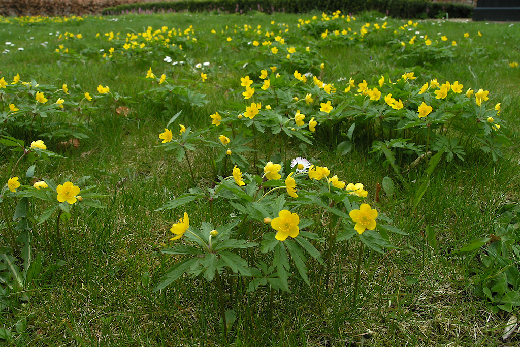 Gele anemoon, Anemone ranunculoides