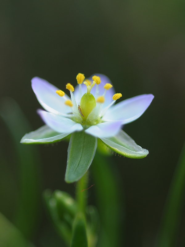 Gerande Schijnspurrie, Spergularia media