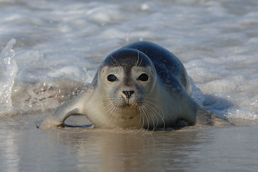 Gewone Zeehond, Phoca vitulina