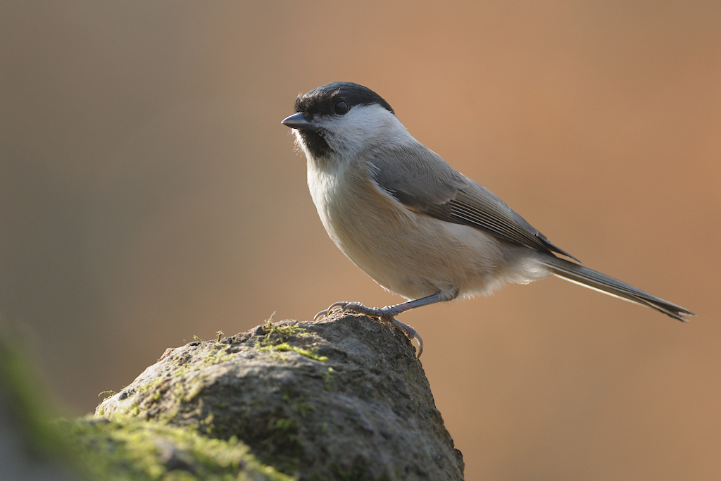 Glanskop, Poecile palustris